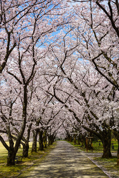 Beautiful cherry tree lined avenue. Photographed at Central Botanical Garden in Toyama Prefecture. 美しい桜の並木道　富山県中央植物園で撮影