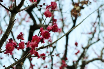 紅梅　梅の花　いい香り　茨城