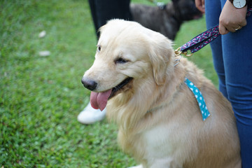 Smiling golden retriever dog sitting on the floor