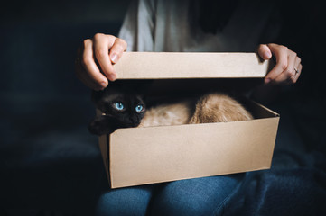 Siamese cat hides in a box. Cat Games. Comfort zone. New flat. Concept of loneliness, homeless,...