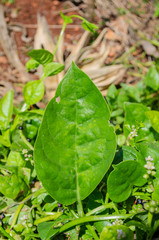 Vine Spinach Leaf