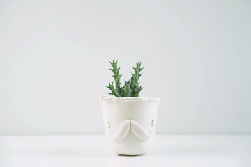 Succulent or cactus in clay pot plant in different pots. Potted cactus house plant on white shelf against white wall.