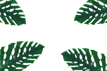 Green tropical leaf, Leaf branches on white background. flat lay, top view.