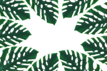 Green tropical leaf, Leaf branches on white background. flat lay, top view.