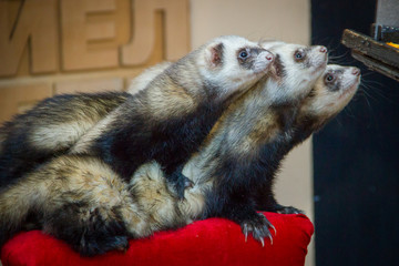 Weasels (mustelas) performing at the birthday party