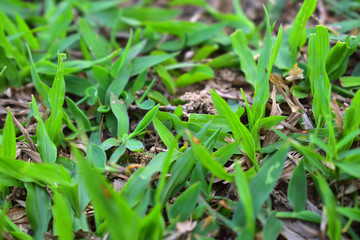 a close up shot of green grasses