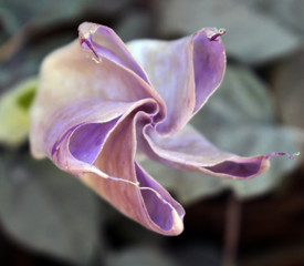 Beautiful lotus flower in garden. lotus flower background. lotus flower texture
