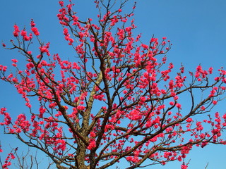 青空と紅梅