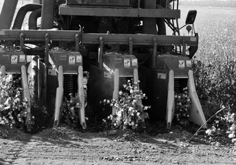 Picking cotton with a cotton picker,  harvests cotton with a cotton gin black and wight