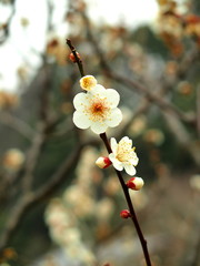 白梅