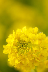菜の花（ツボミナの花）