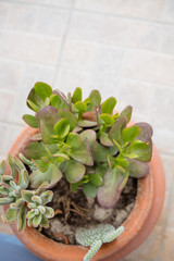 Collection of various multicolored succulent plants. Succulent garden in a ceramic pot. Blooming Echeveria. ornamental plants in flowerpots.nature poster. Graptopetalum paraguayense, suculent plant
