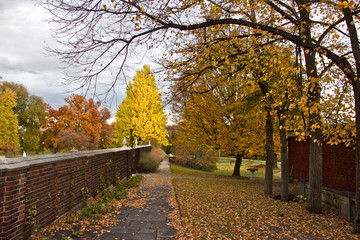 fall foliage in park