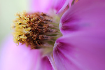 Macro flower 