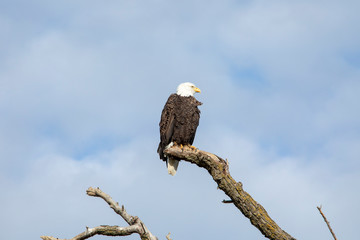 portrait of an eagle
