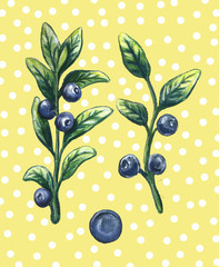 Hand drawn blueberries berry spring summer food