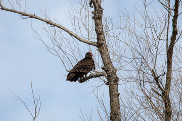 Vulture