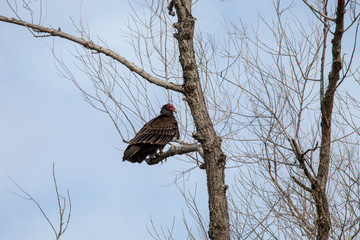 Vulture In Tree