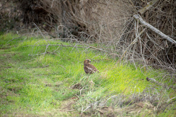 Hawk with a snake kill 2