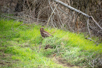 Hawk with a snake kill