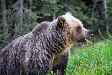 Obraz premium Mother Grizzly Bear is eating weeds and grass in the nature. Taken in Banff National Park, Alberta, Canada.