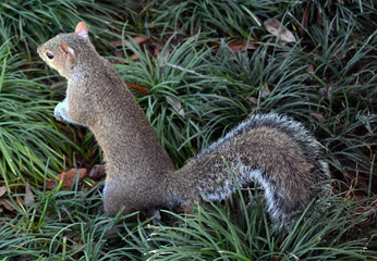 squirrel looking out for pretator
