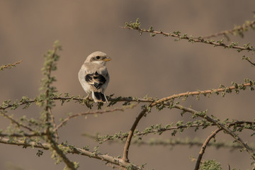 Young Great grey shrike (Lanius excubitor aucheri)