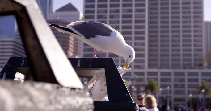 Seagull attacking city gabage bin looking for scraps of food - food waste - large city buildings in background