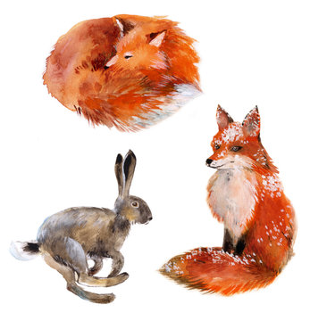 Set hare and two foxes, watercolor