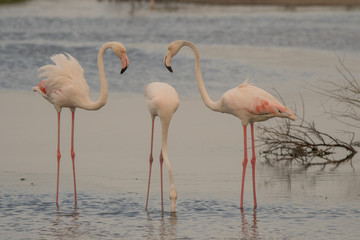 Greater flamingo (Phoenicopterus roseus). Ras Al Khor Wildlife Sanctuary. Dubai. UAE 