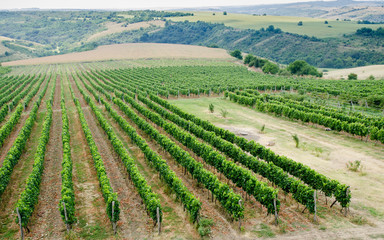 Vineyards along Danube river in North East Bulgaria