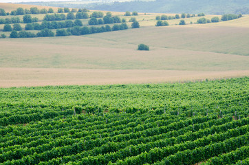 Vineyards along Danube river in North East Bulgaria