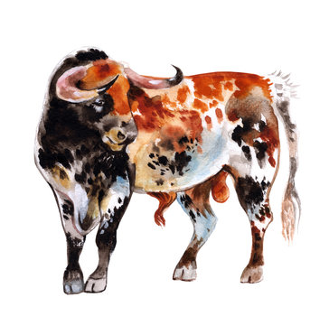 Watercolor bull with red spots