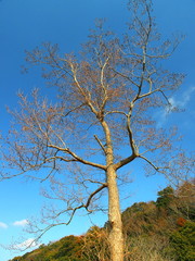 青空と早春の榛の木