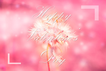 Text Happy Valentine's Day on pink flower backdrop wallpaper. Soft focus and Valentine concept background.