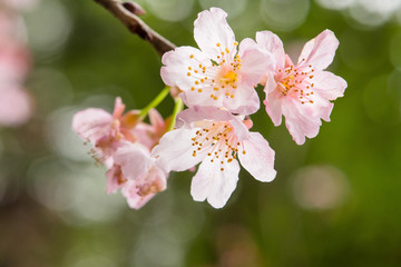 Beautiful nature scene with pink sakura flowers, beautiful Cherry Blossom in nature with green blurry background , Easter Sunny day.