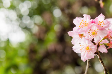 Fototapeta na wymiar Beautiful nature scene with pink sakura flowers, beautiful Cherry Blossom in nature with green blurry background , Easter Sunny day.