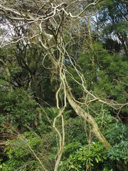 林の中の枯れ木