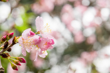 Naklejka premium Beautiful nature scene with pink sakura flowers, beautiful Cherry Blossom in nature with green blurry background , Easter Sunny day.