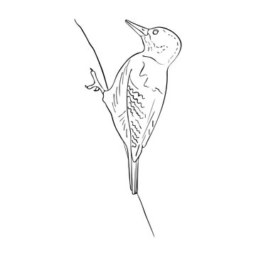 recommend clip art: bird at tree branch