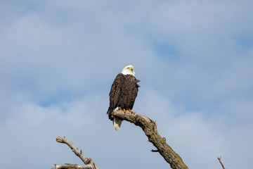 portrait of an eagle