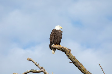 American Symbol