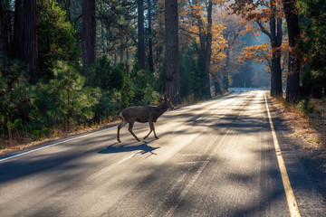 Male Deer running across the scenic road surrounded by the beautiful trees. Taken in Yosemite National Park, California, United States. - obrazy, fototapety, plakaty