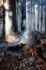 Wild forest fire in Yosemite National Park, California, United States of America. Taken in Autumn...