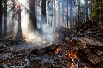 Obraz na płótnie Canvas Wild forest fire in Yosemite National Park, California, United States of America. Taken in Autumn season of 2018.