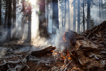 Wild forest fire in Yosemite National Park, California, United States of America. Taken in Autumn...