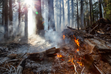 Wild forest fire in Yosemite National Park, California, United States of America. Taken in Autumn season of 2018. © edb3_16