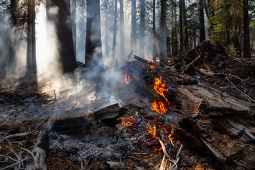 Wild forest fire in Yosemite National Park, California, United States of America. Taken in Autumn...