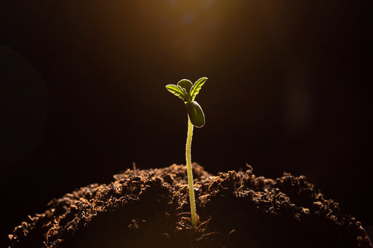 marijuana sprout  in soil close-up dark background