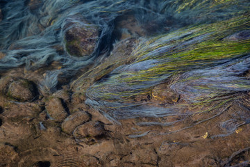 View of colorful grass in a river of natural Hot Springs at Hot Creek Geological Site. Located near Mammoth Lakes, California, United States.